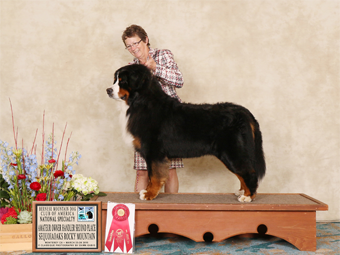 Sequoia Oaks Bernese Mountain Dogs Rocky Mountain 2nd Place