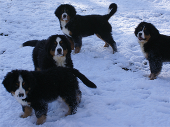 Bernese Mountain dog puppies playing in the snow