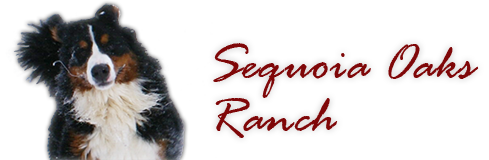 Logo Sequoia Oaks Bernese Mountain Dogs Bernese Dog Puppy Breeder in California puppies